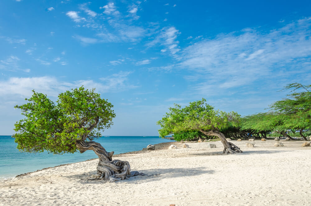 Photo of fofoti trees on Aruba beaches