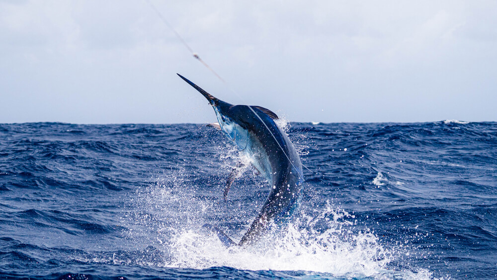 Photo of billfish; one of the most popular catches during your Aruba fishing charters