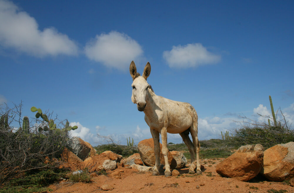 Aruba animal experiences include Philips Animal Garden and Donkey Sanctuary shown in photo